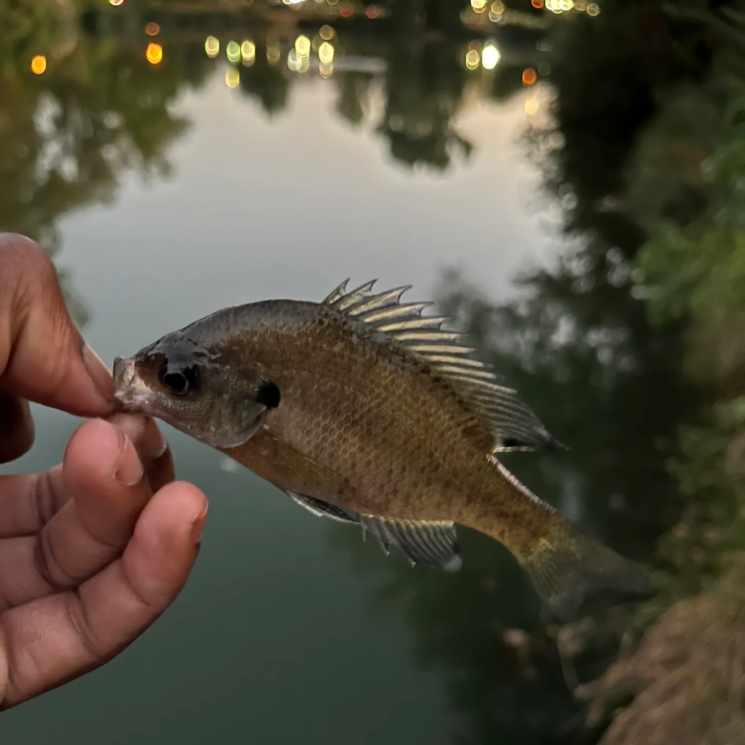 Bluegill caught on Fishbrain