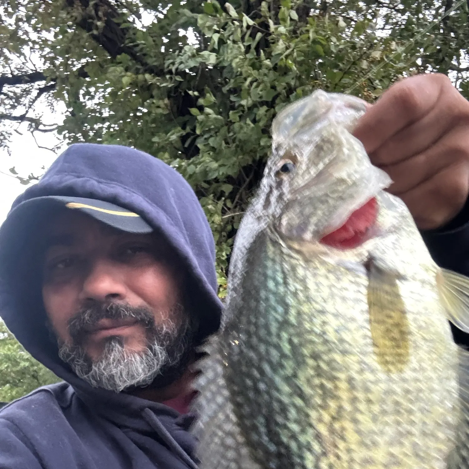 Black crappie caught on Fishbrain