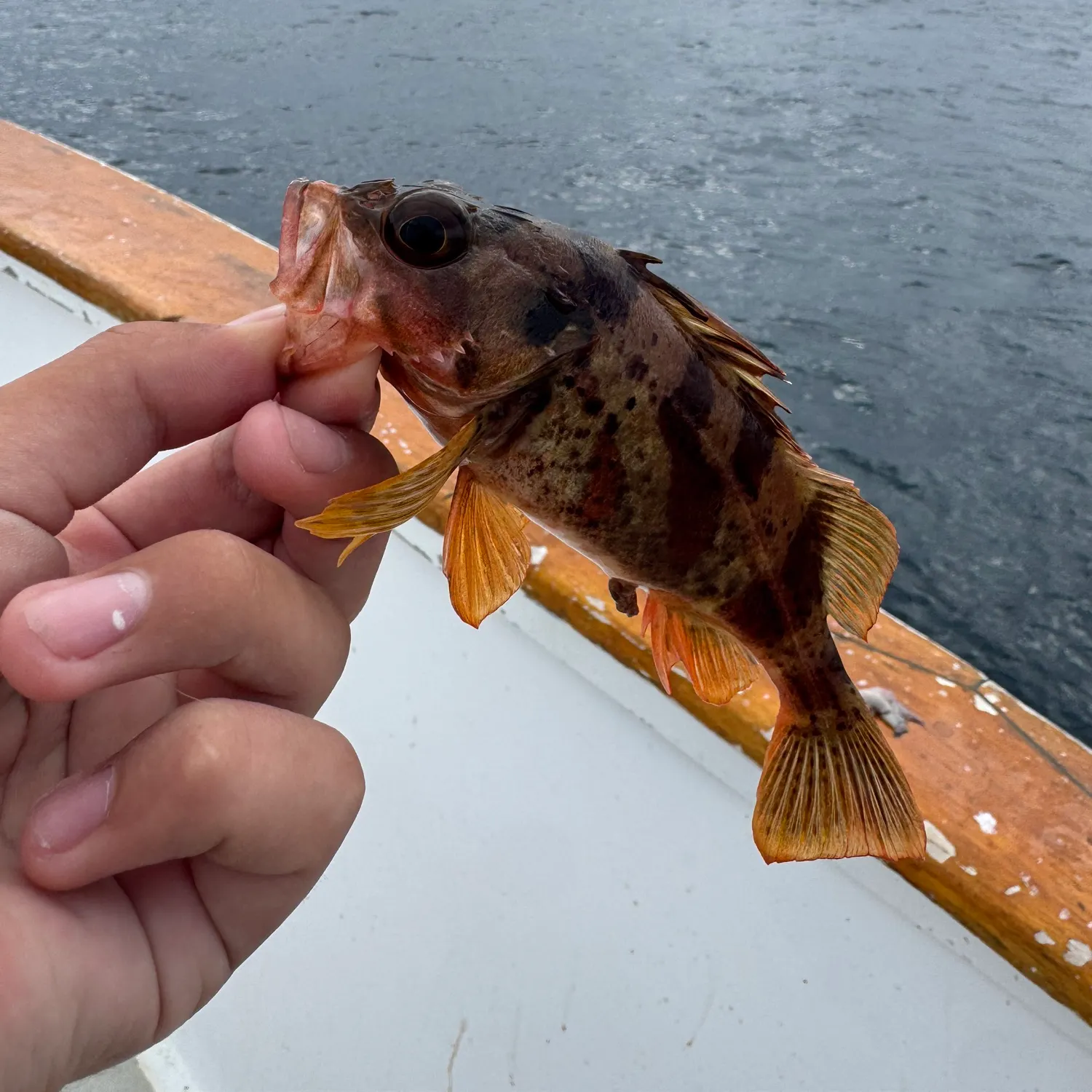 The most recent Calico rockfish catches on Fishbrain