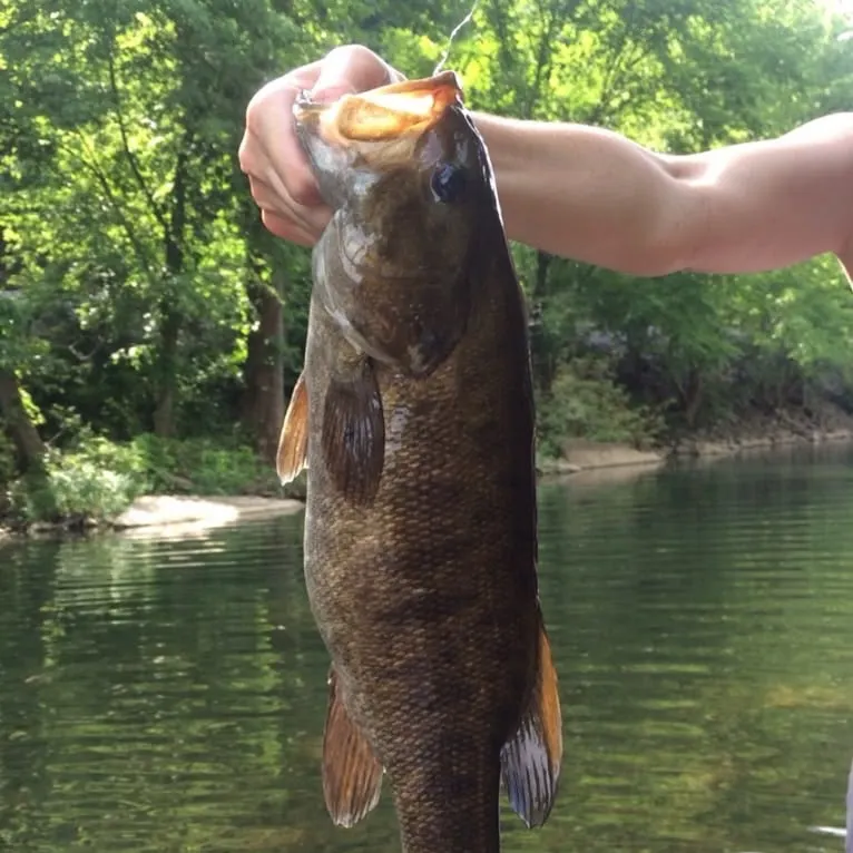 Smallmouth bass caught on Fishbrain