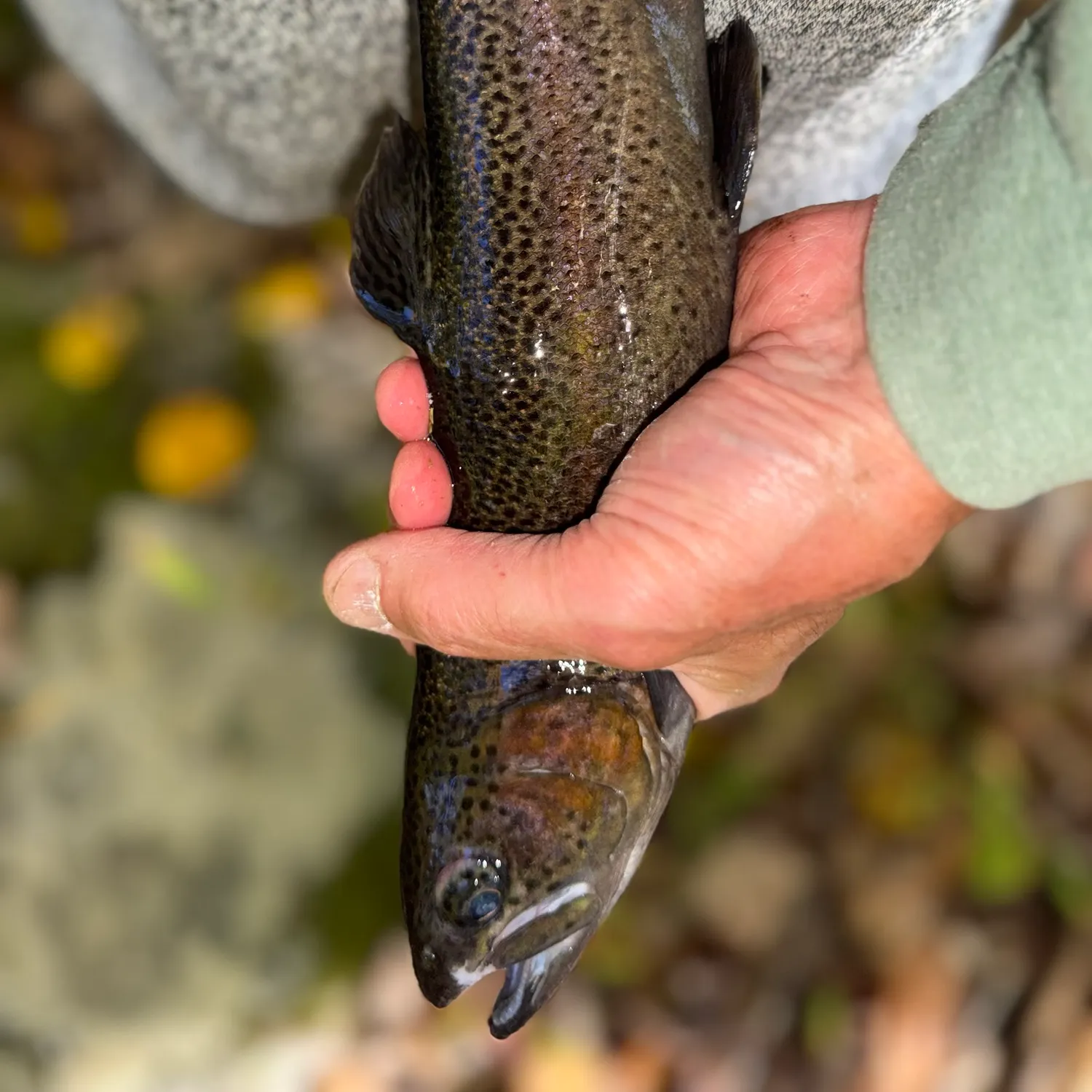 Rainbow trout caught on Fishbrain