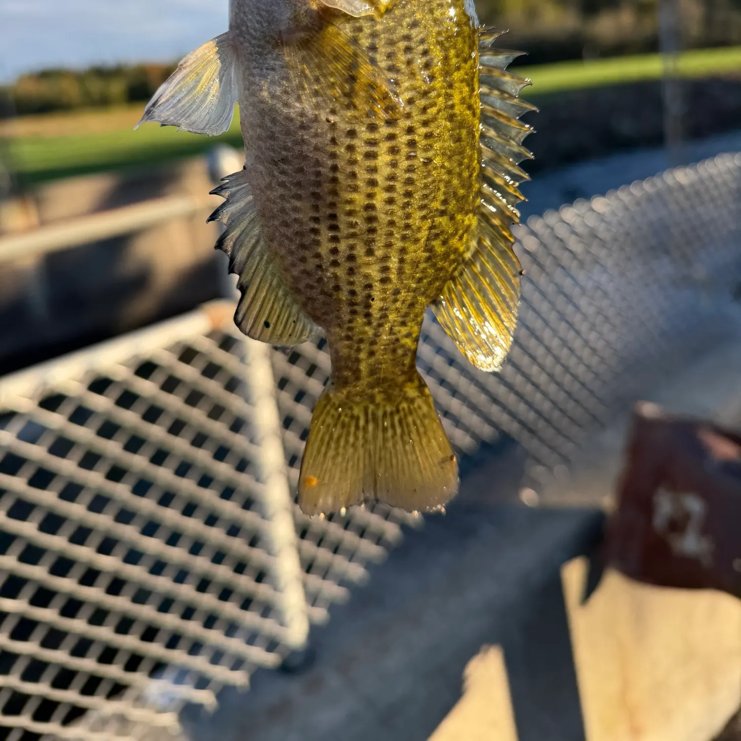 Rock bass caught on Fishbrain