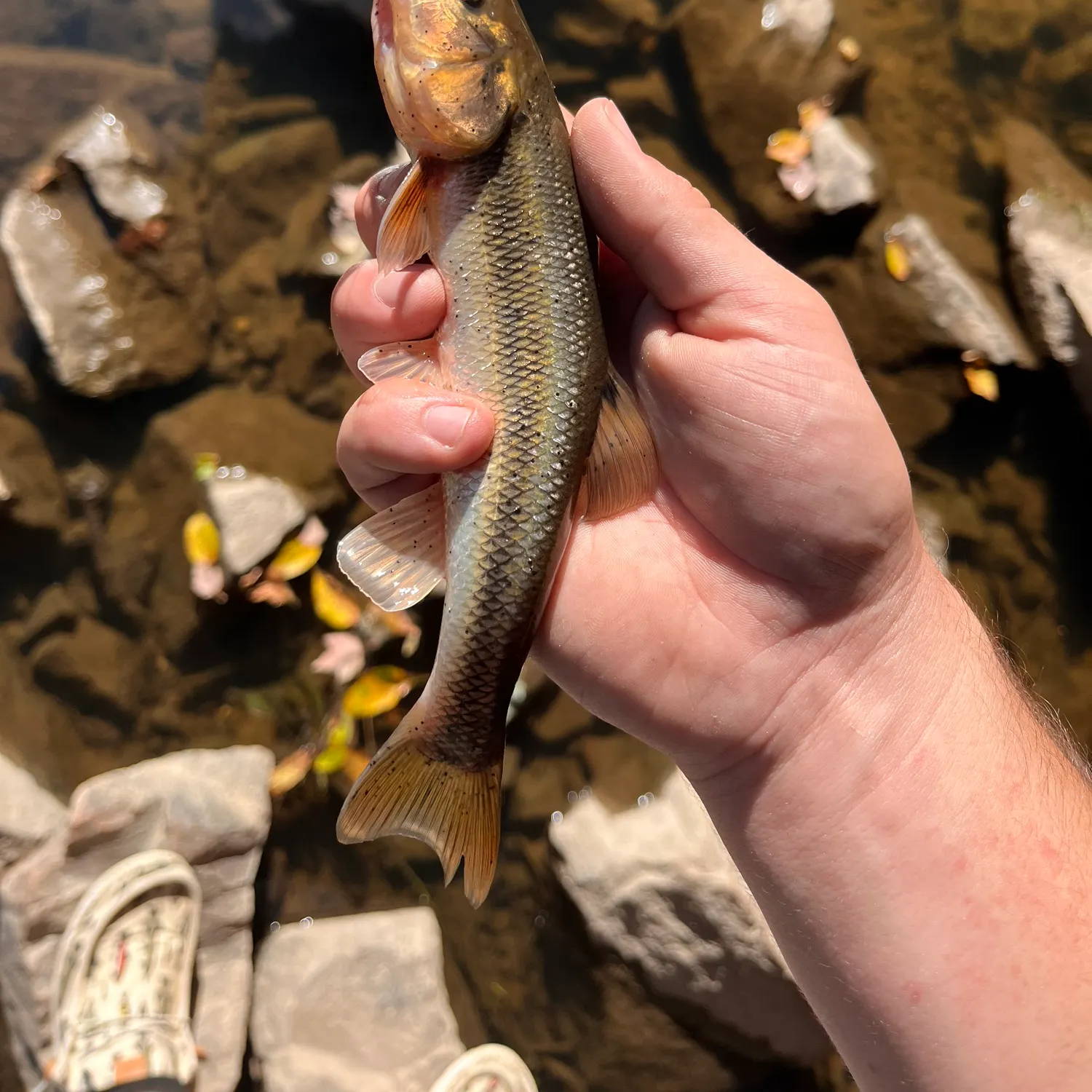 Creek chub caught on Fishbrain