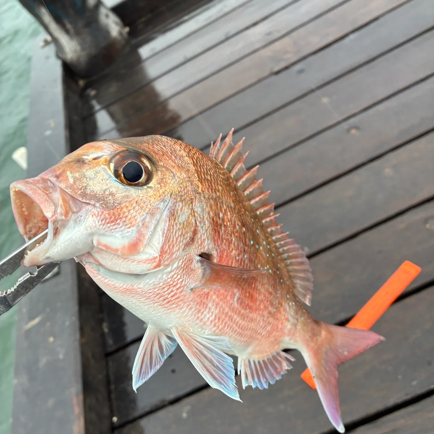 Australasian snapper caught on Fishbrain