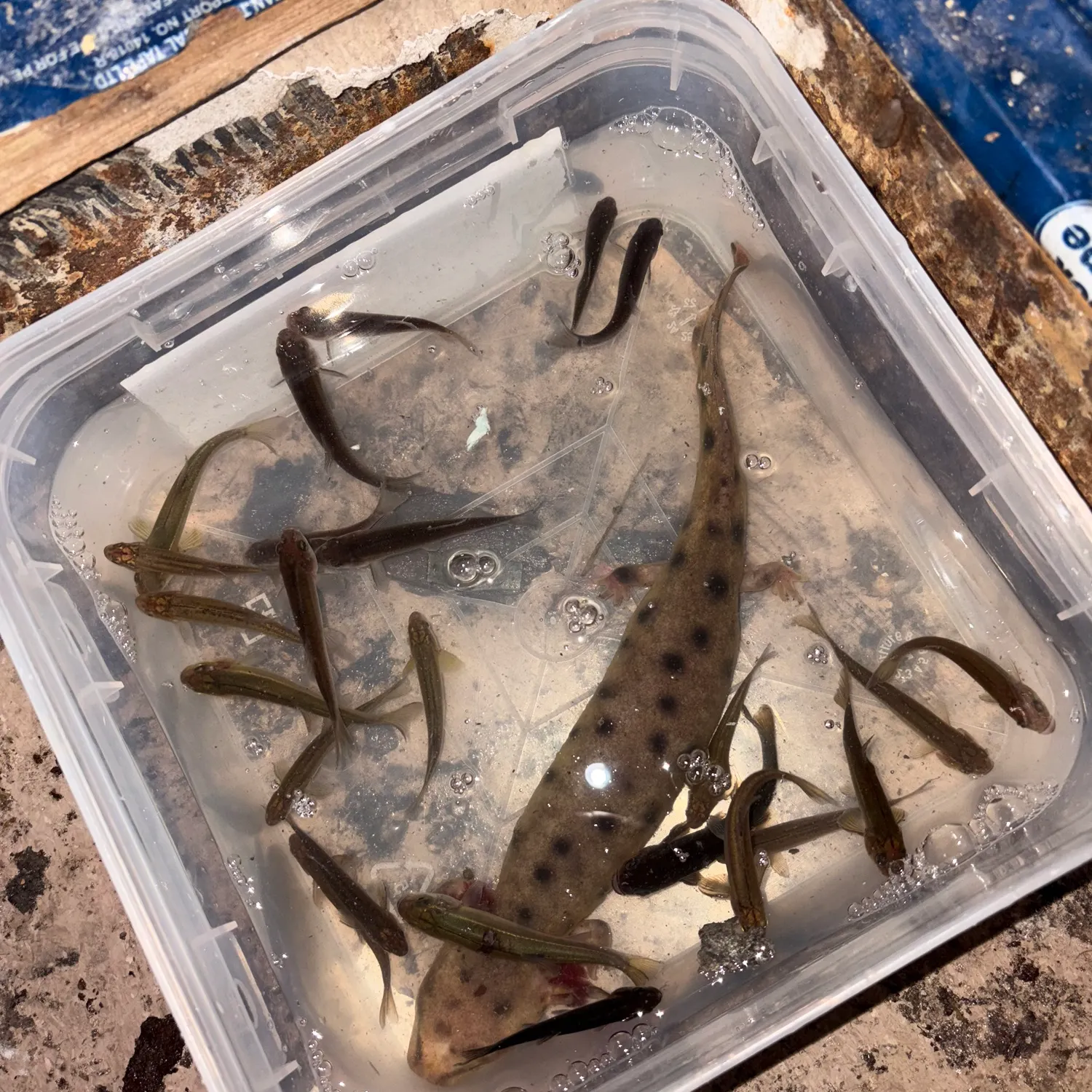 The most recent Common mudpuppy catches on Fishbrain