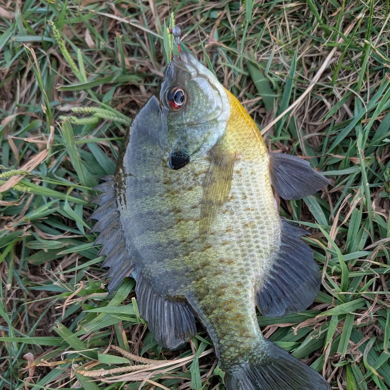 Bluegill caught on Fishbrain