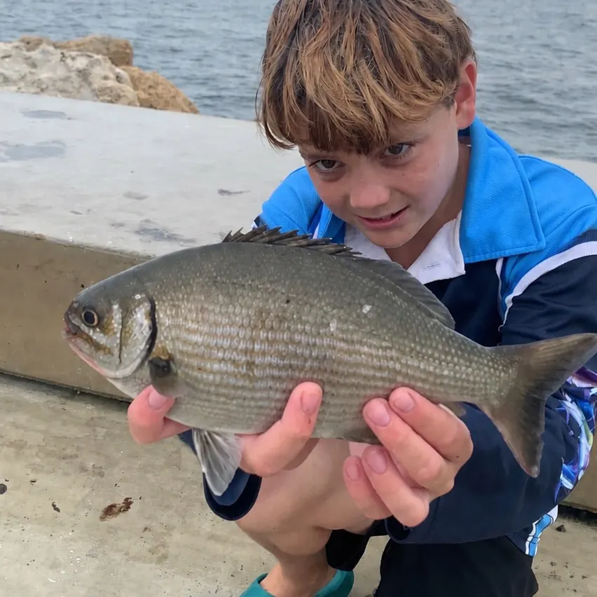 The most recent Silver drummer catches on Fishbrain
