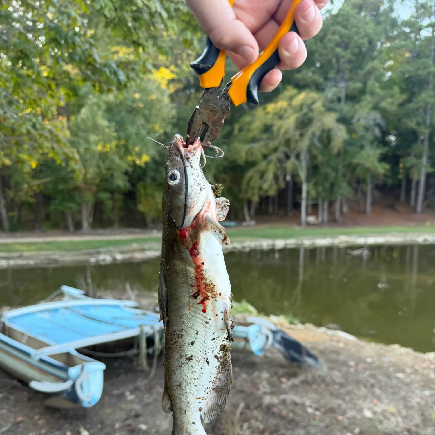 Channel catfish caught on Fishbrain