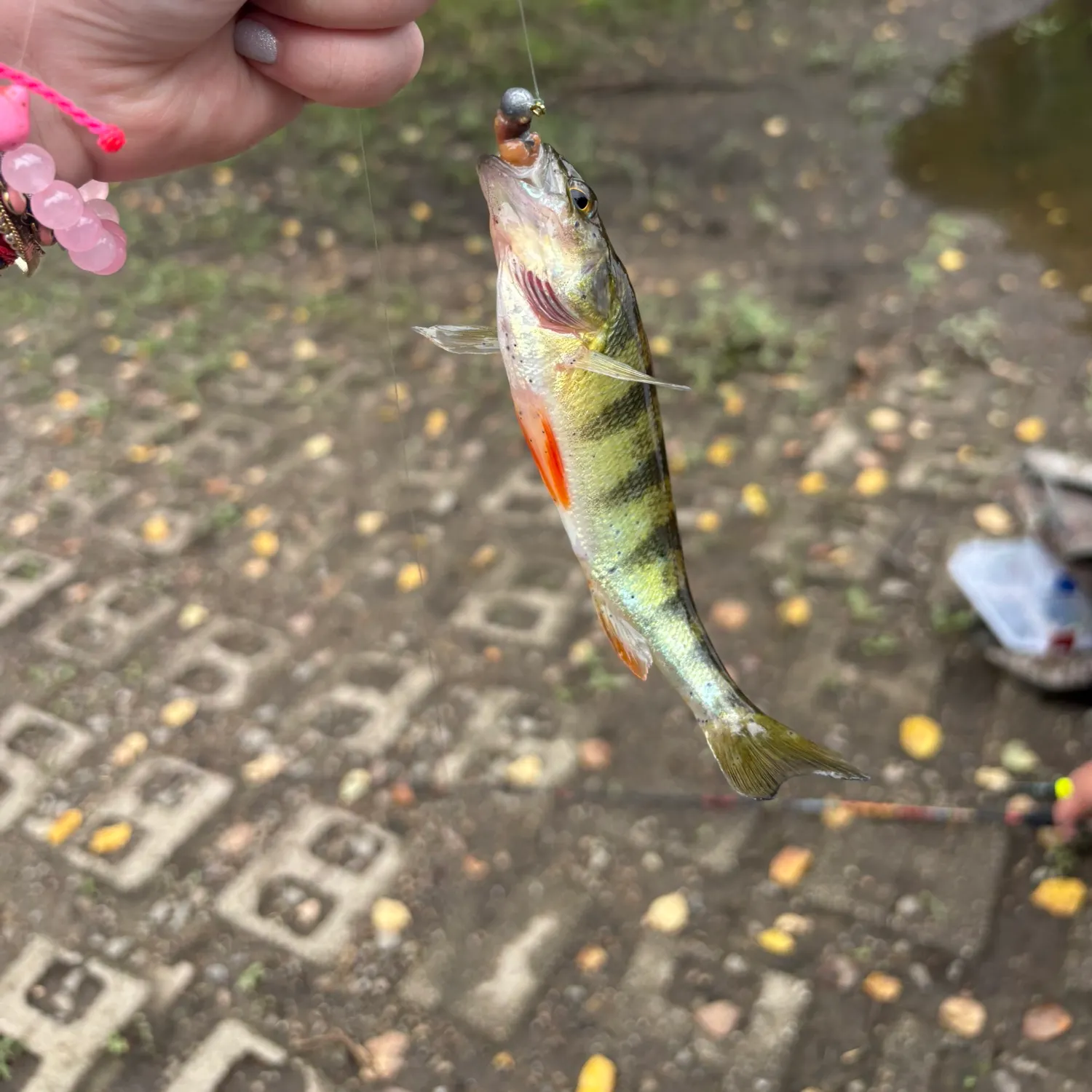 Yellow perch caught on Fishbrain