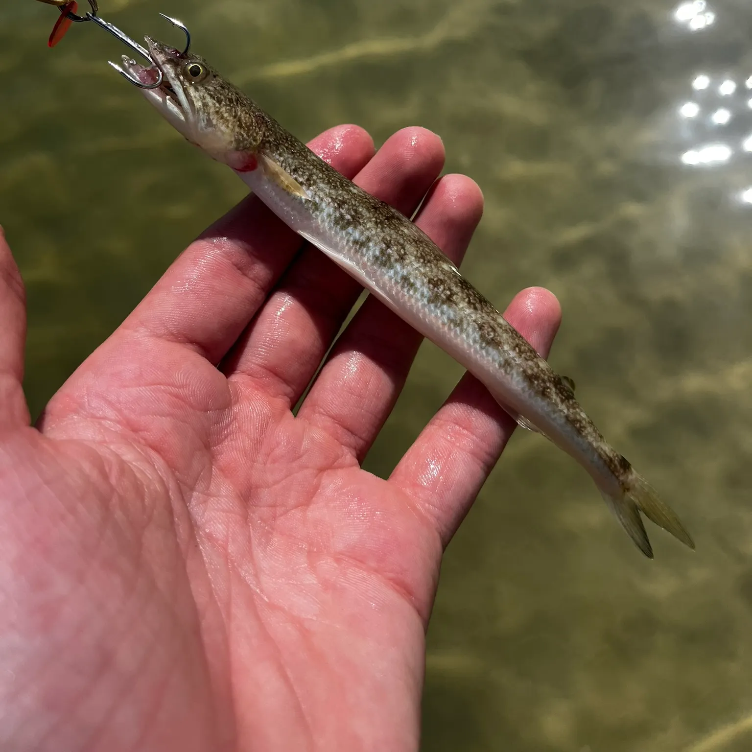 The most recent Inshore lizardfish catches on Fishbrain