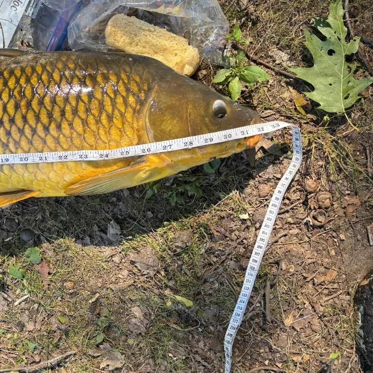 Common carp caught on Fishbrain