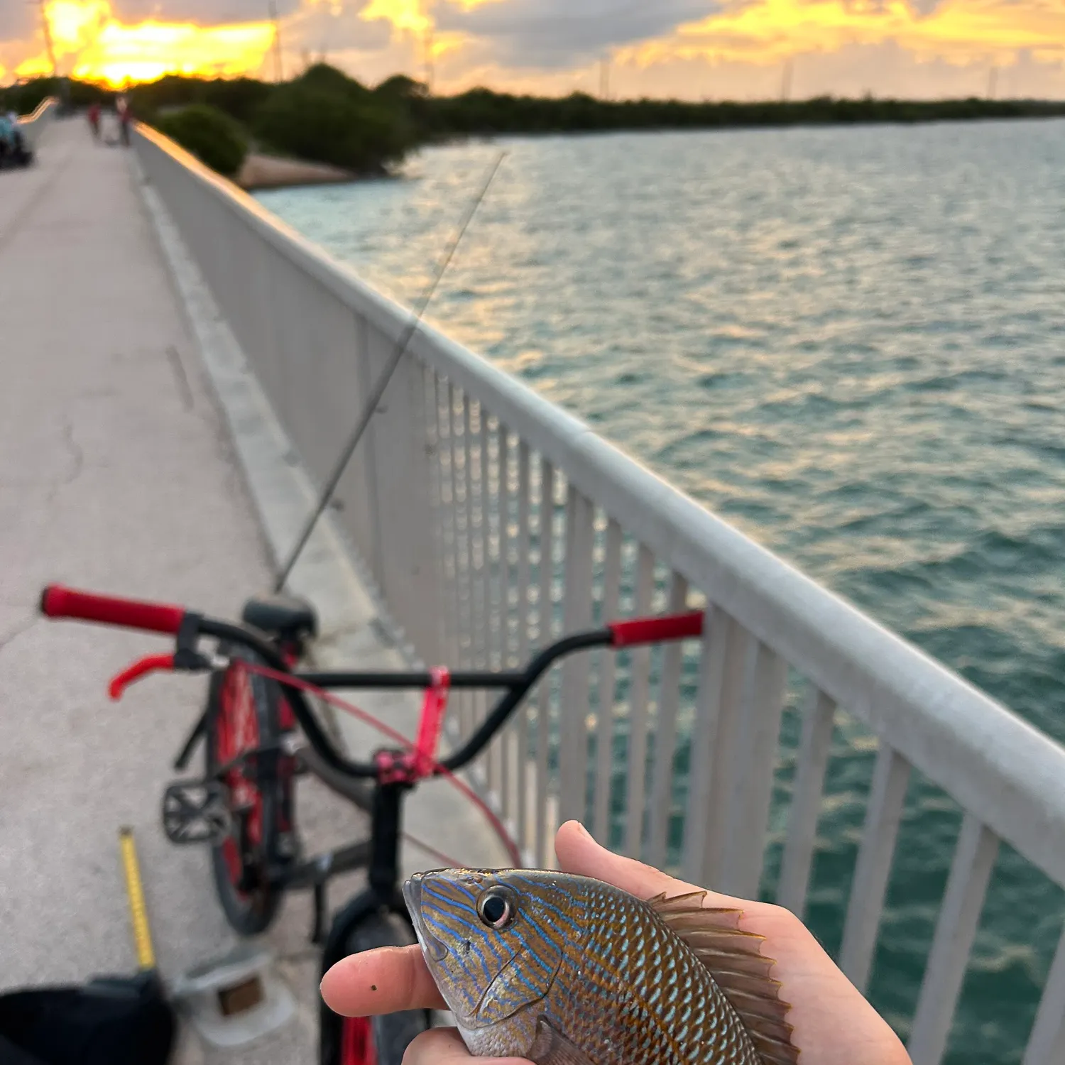 White grunt caught on Fishbrain