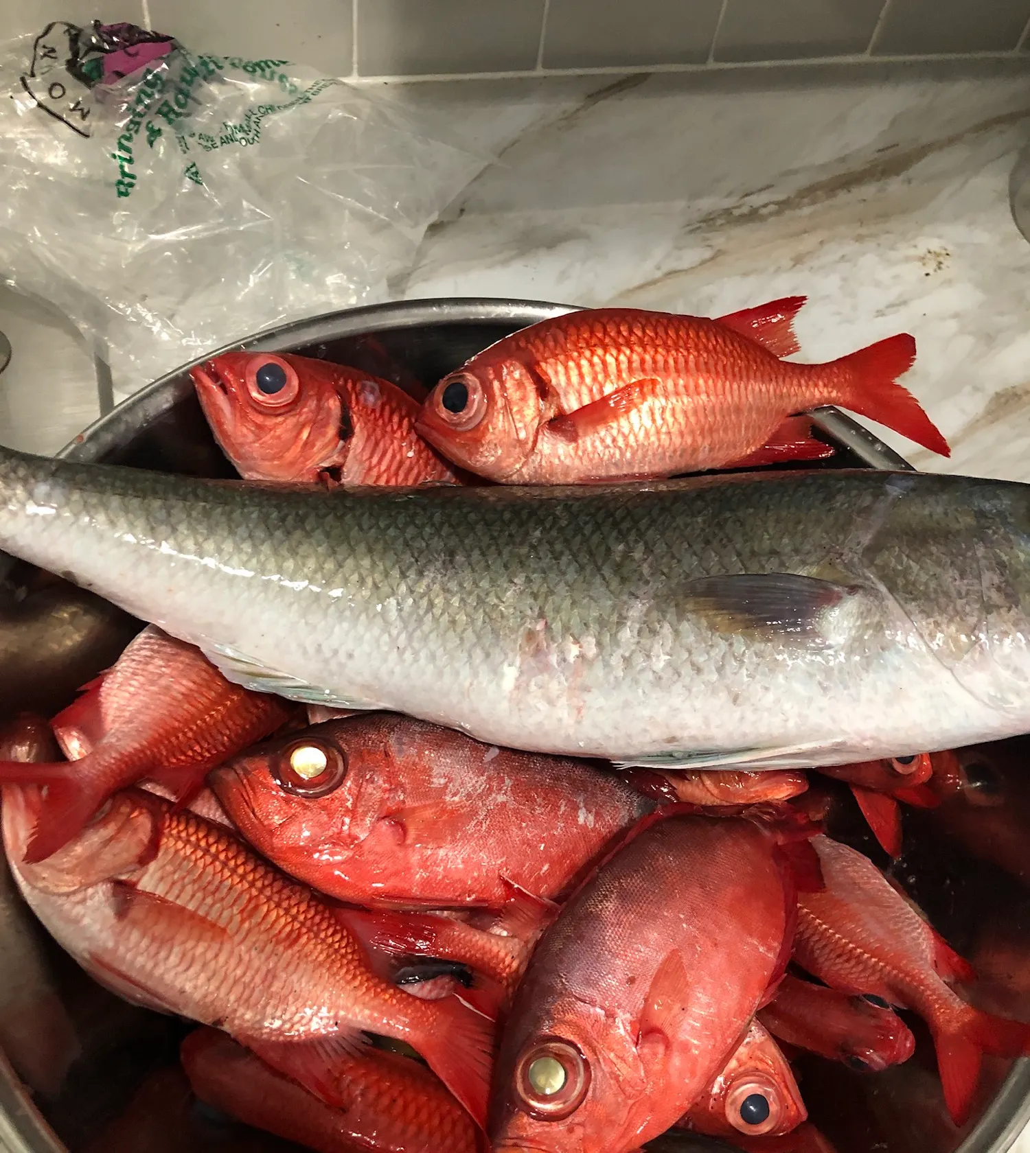 The most popular recent Brick soldierfish catch on Fishbrain