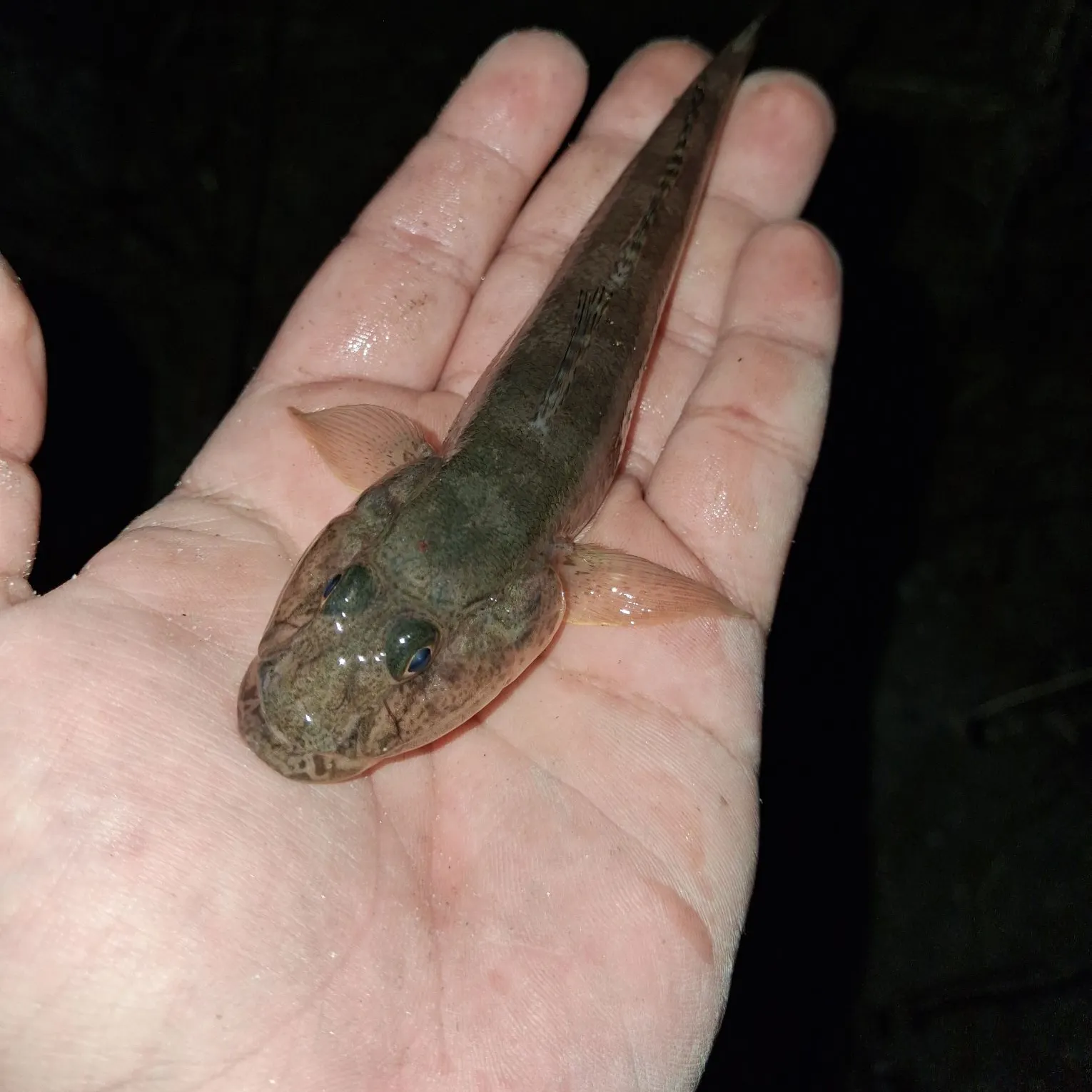 The most recent Yellowfin goby catches on Fishbrain