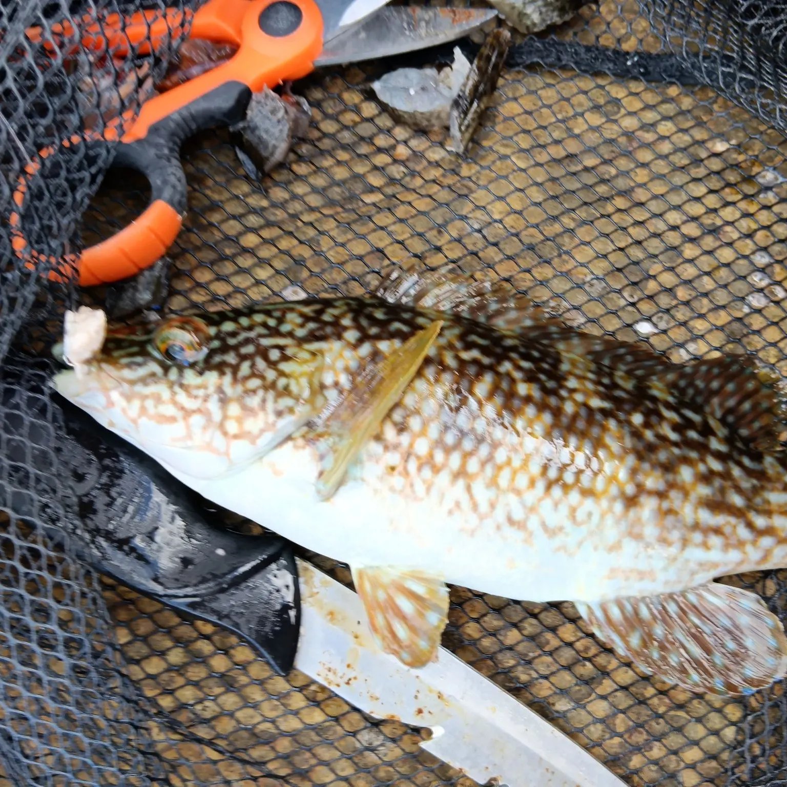 Ballan wrasse caught on Fishbrain
