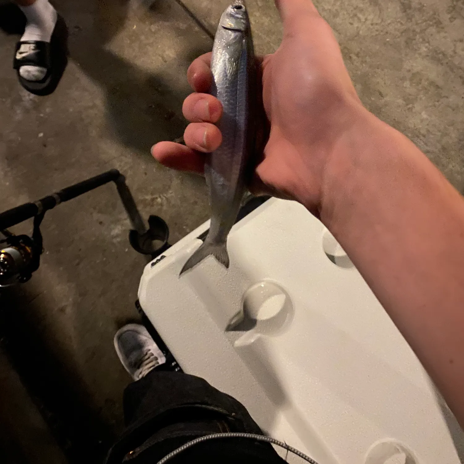 Topsmelt silverside caught on Fishbrain