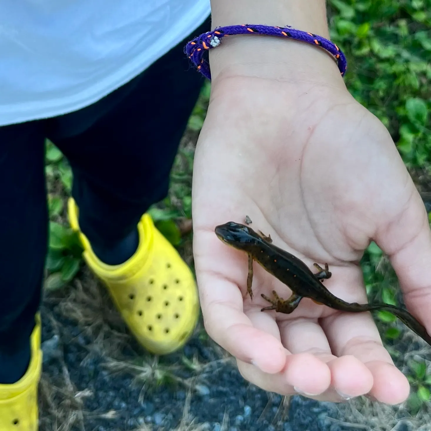Fish caught on Fishbrain