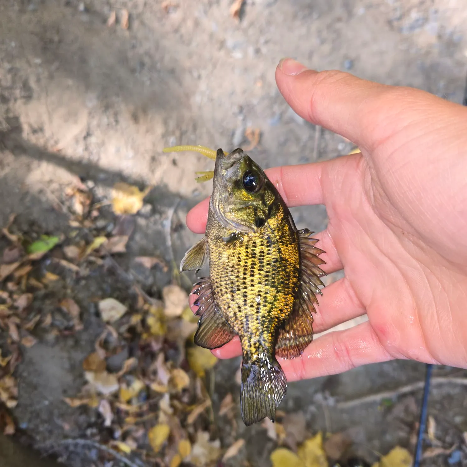 Rock bass caught on Fishbrain