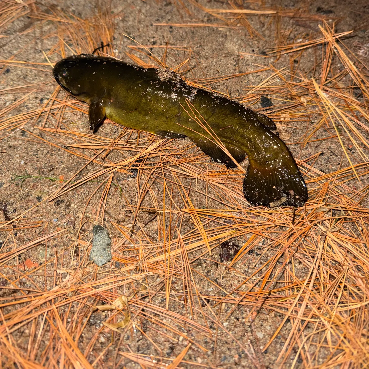Black bullhead caught on Fishbrain