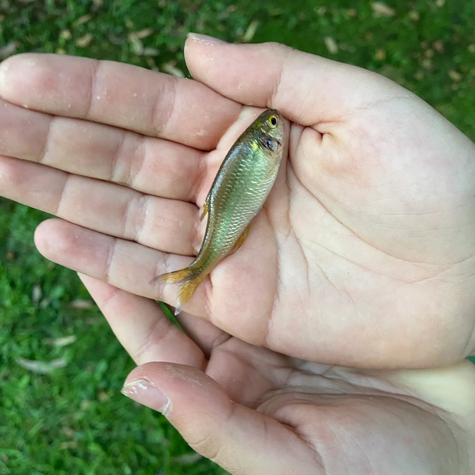 The most recent Scaled herring catches on Fishbrain