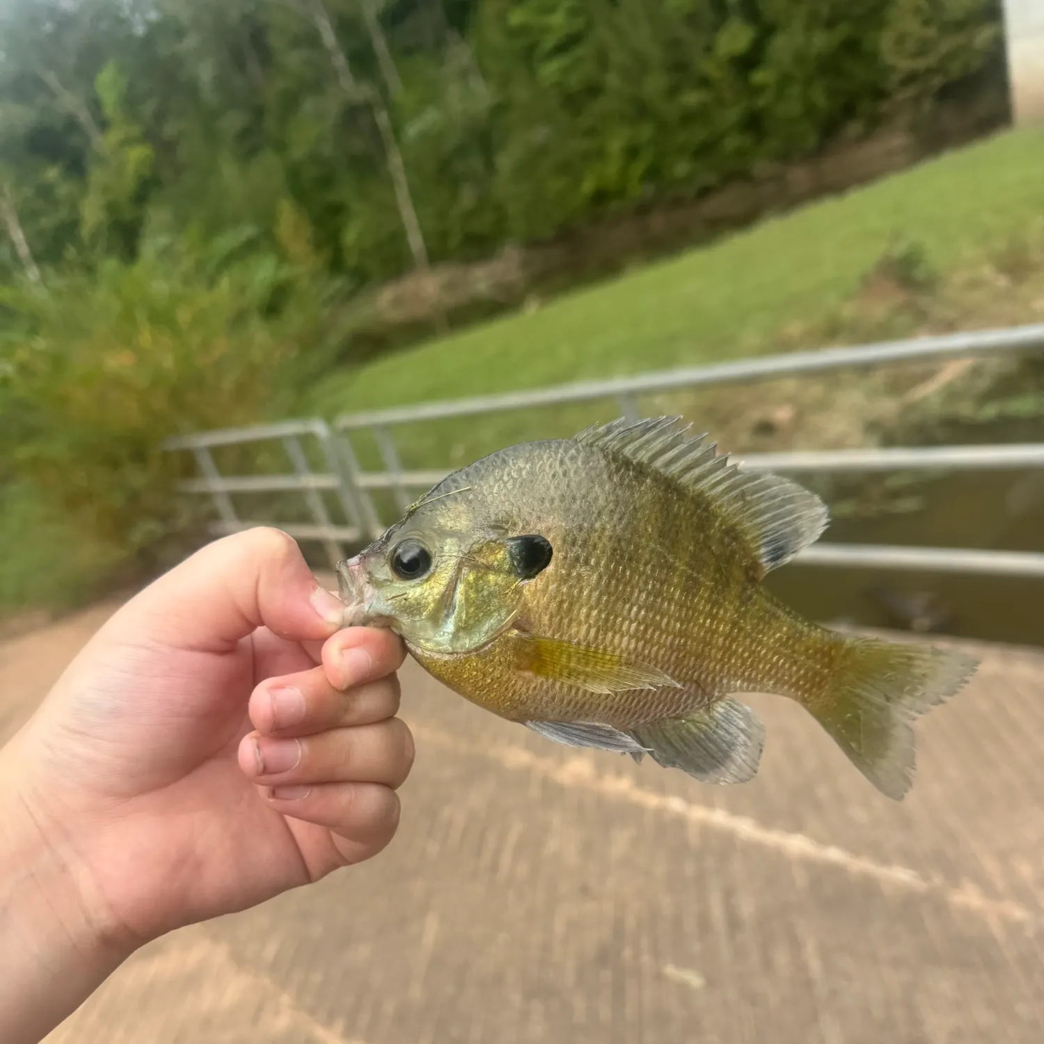 Bluegill caught on Fishbrain