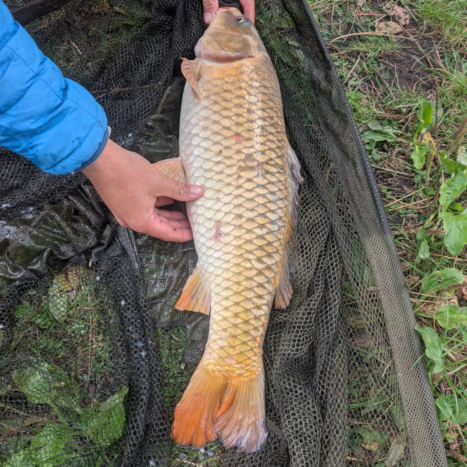 Common carp caught on Fishbrain