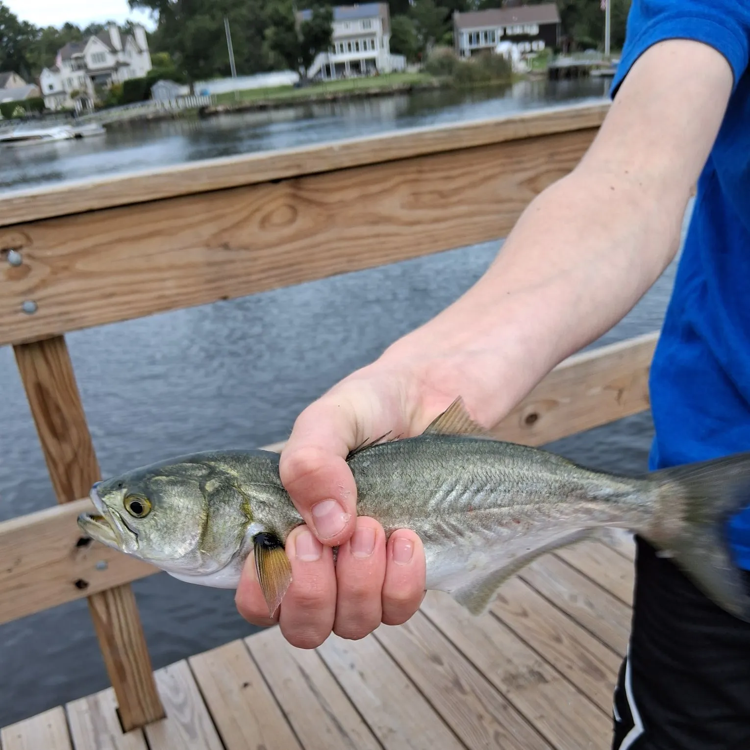 Bluefish caught on Fishbrain