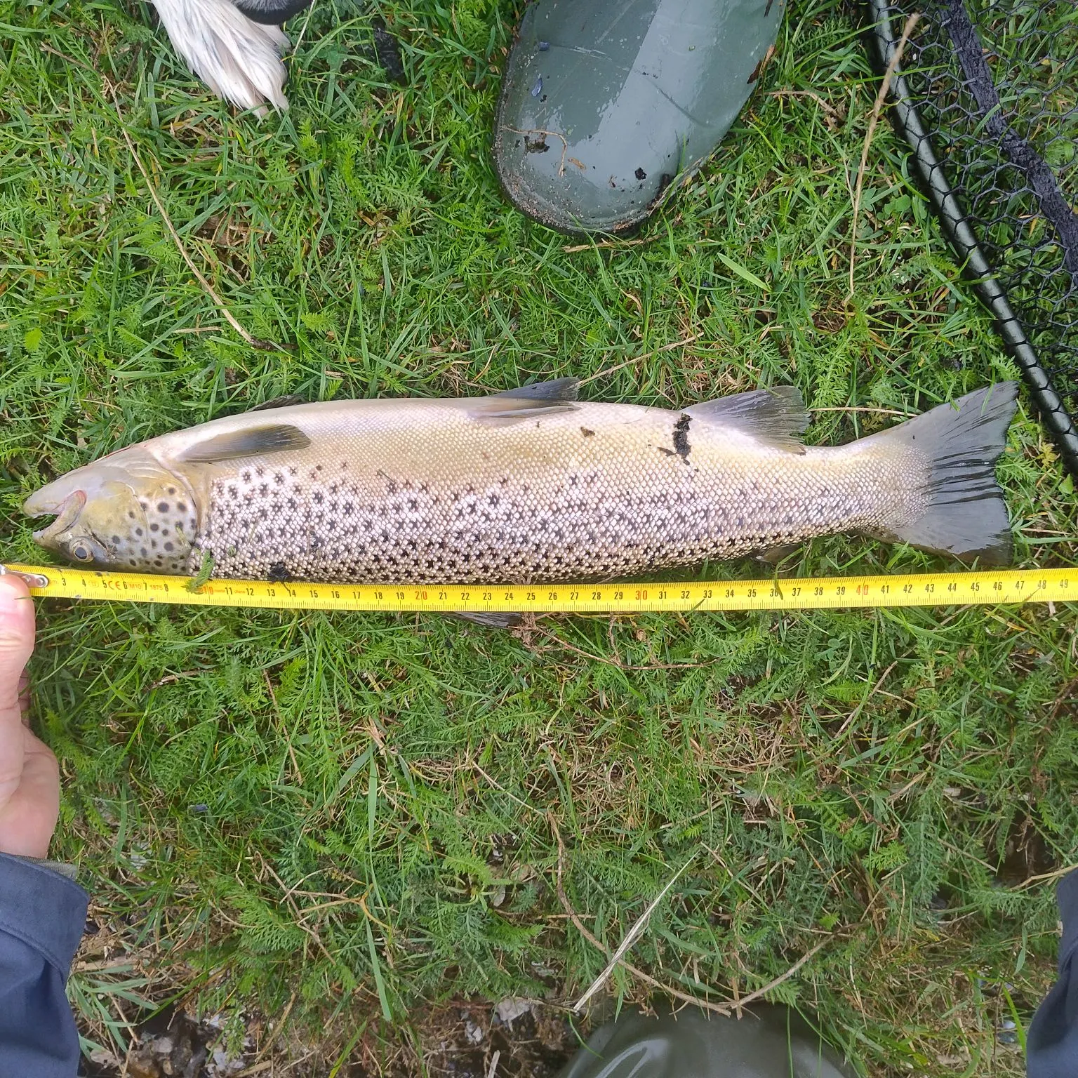 Brown trout caught on Fishbrain