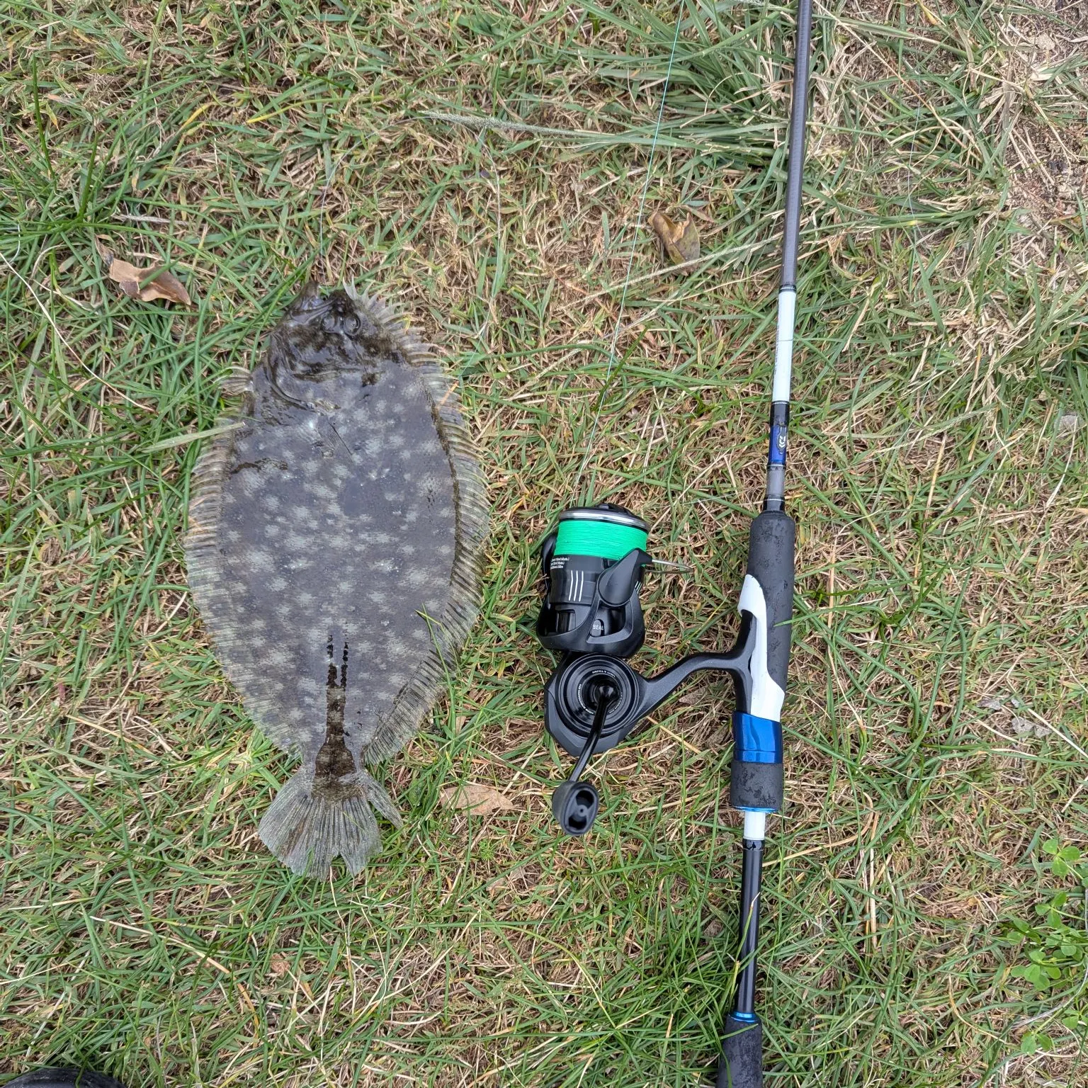 The most recent Largetooth flounder catches on Fishbrain