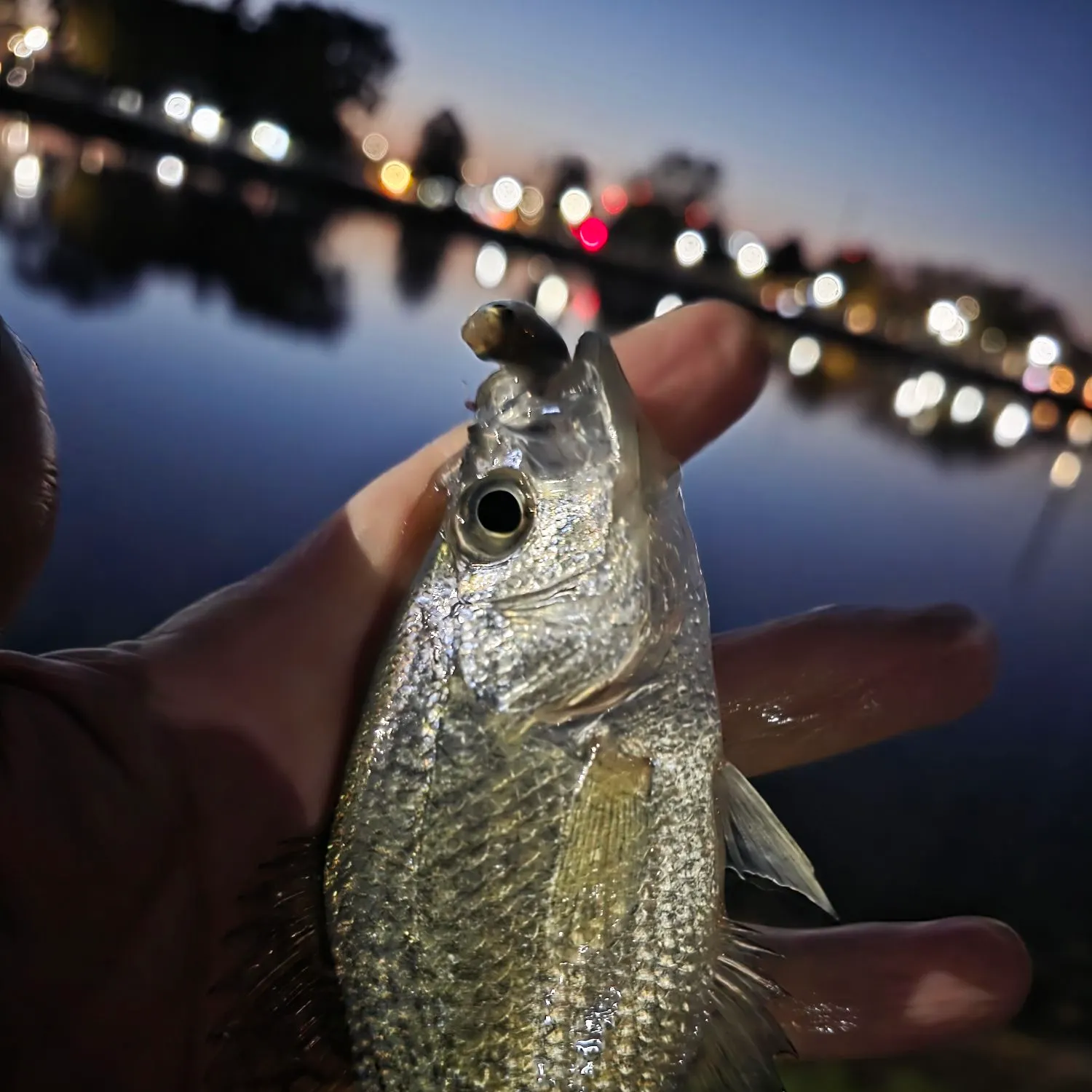 Black crappie caught on Fishbrain