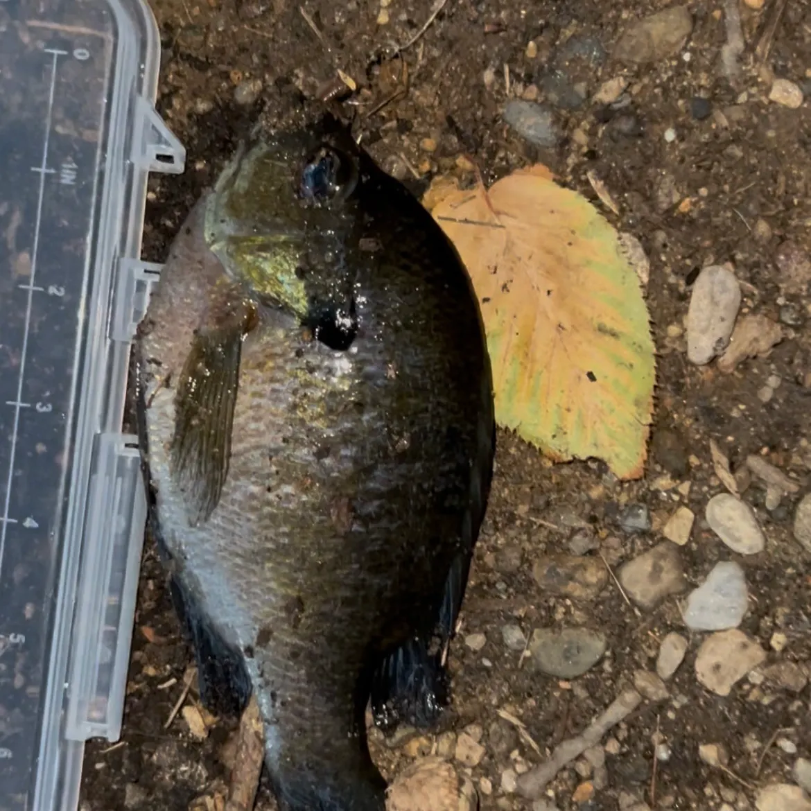 Fish caught on Fishbrain