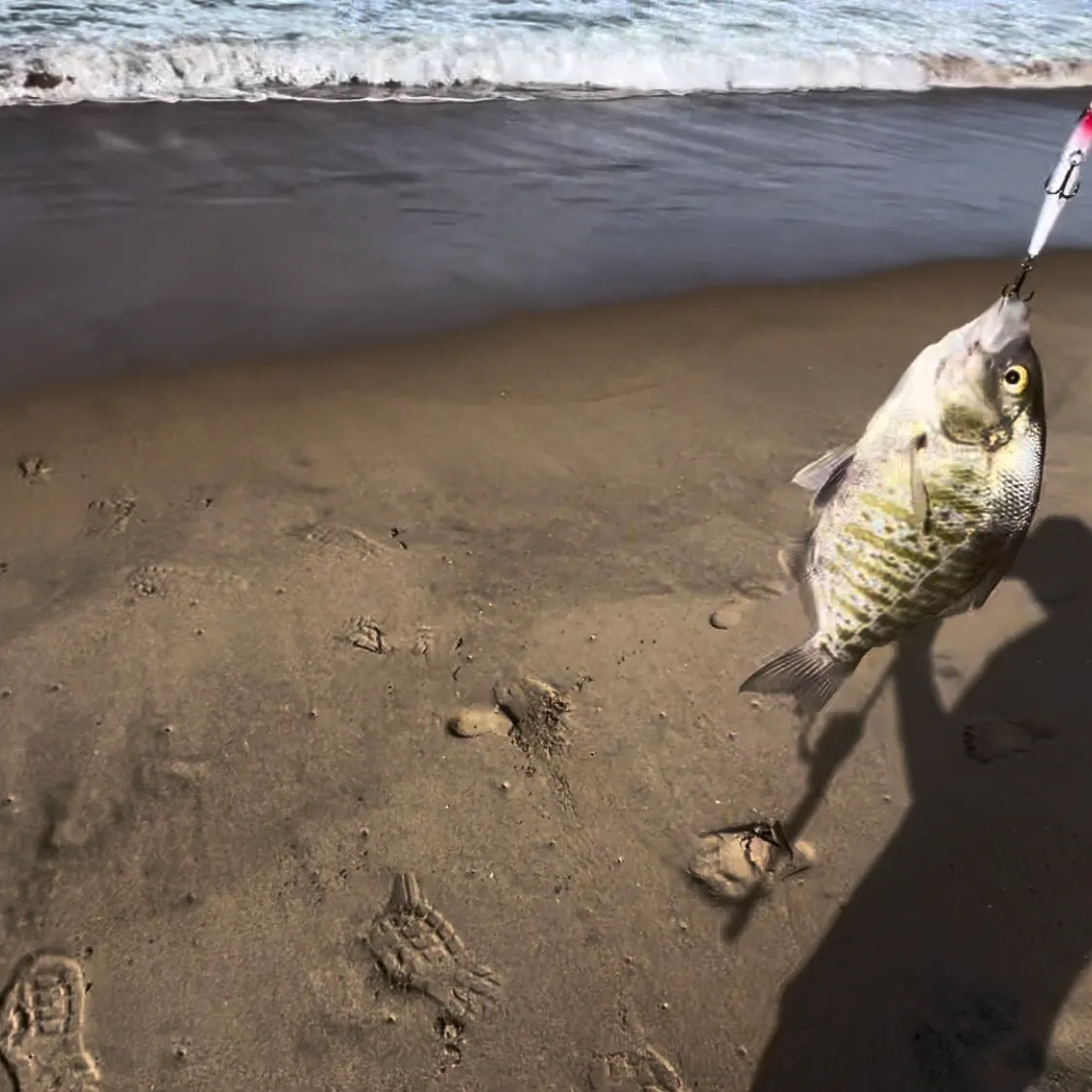 The most recent Barred surfperch catches on Fishbrain