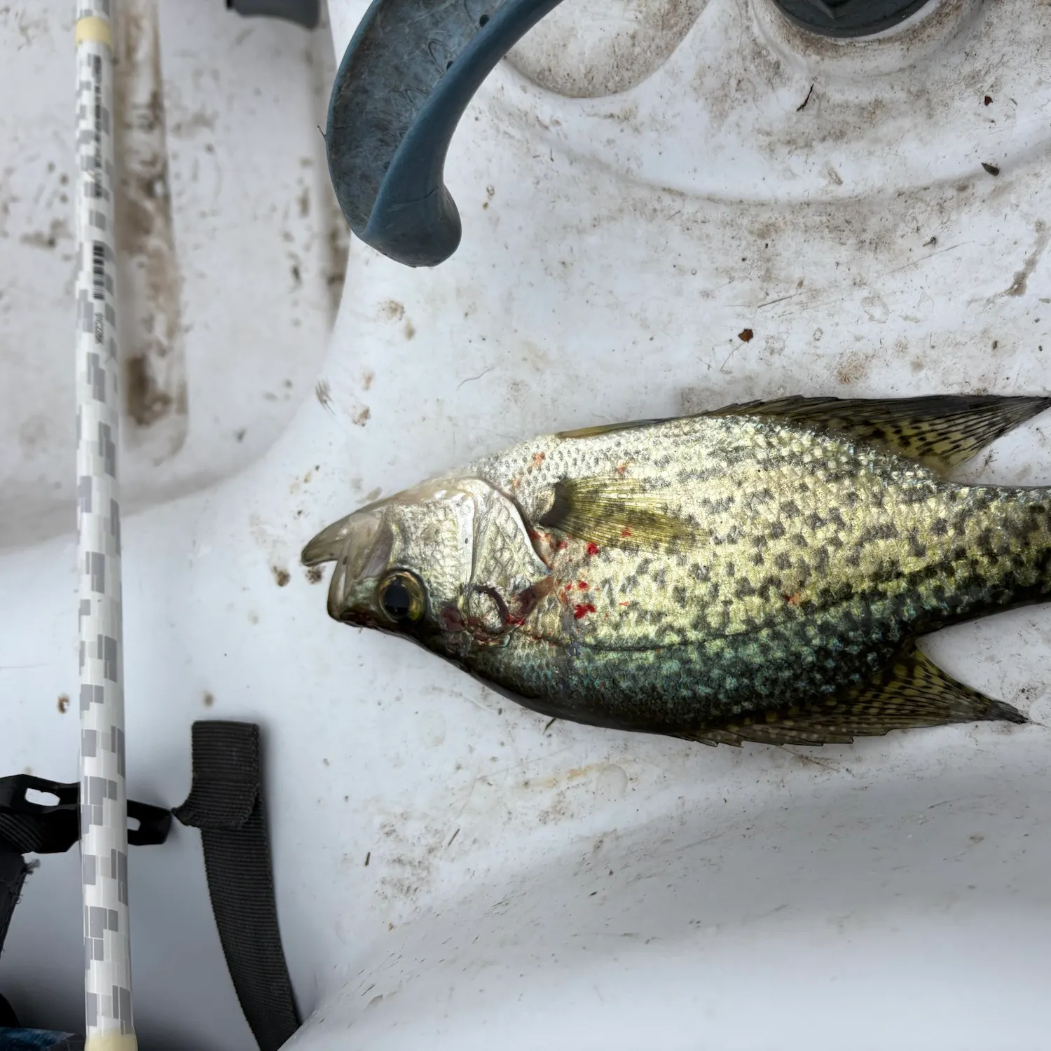 Black crappie caught on Fishbrain