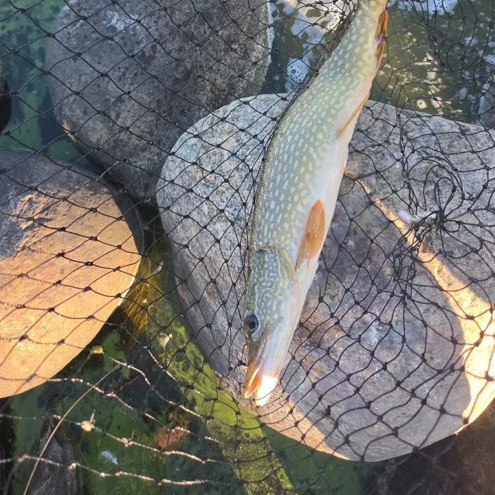 Northern pike caught on Fishbrain