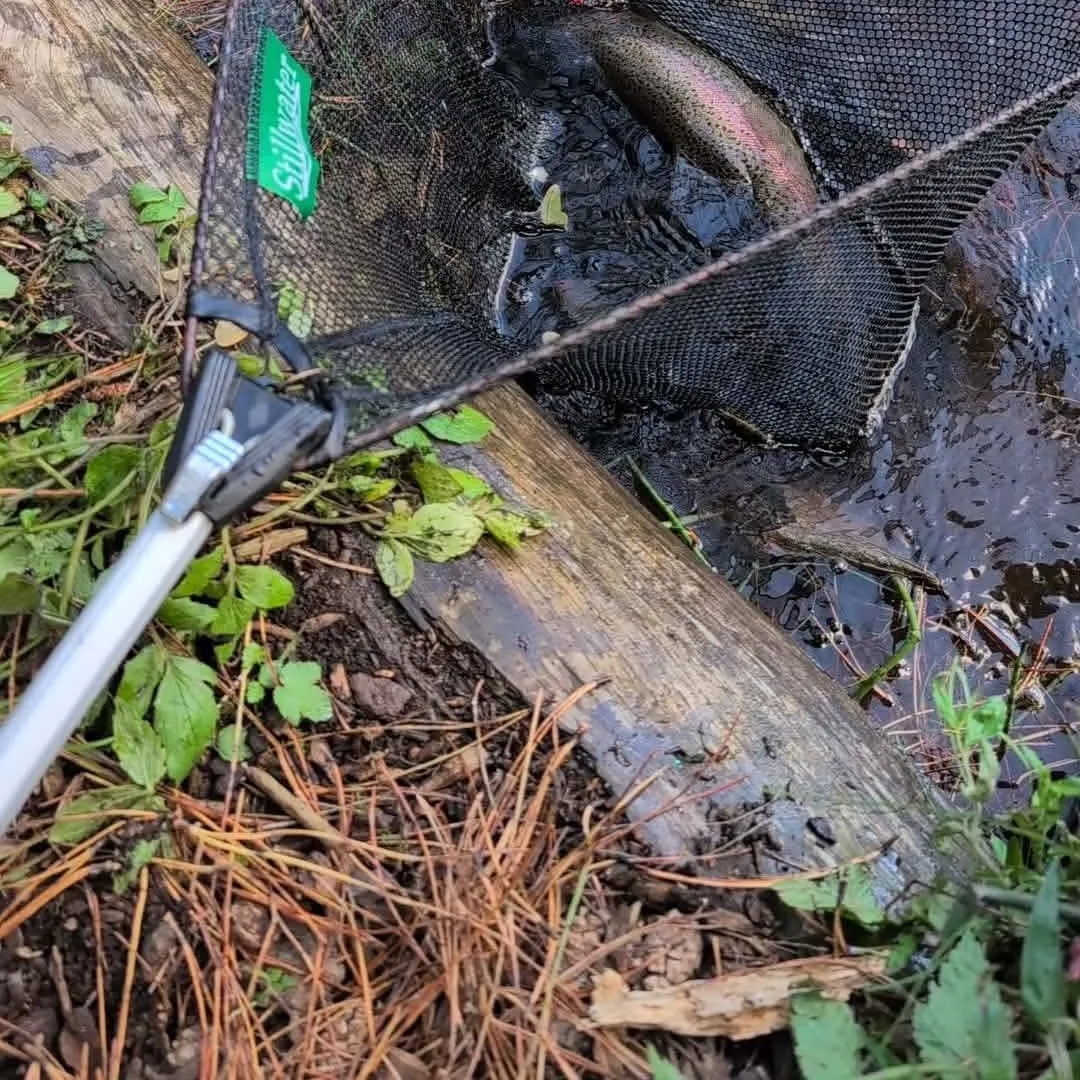 Rainbow trout caught on Fishbrain