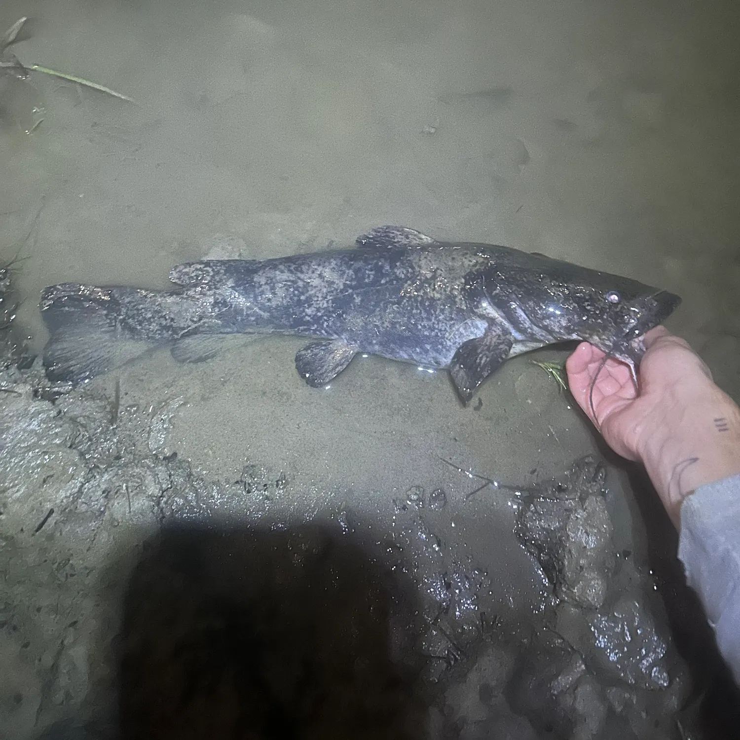 Flathead catfish caught on Fishbrain