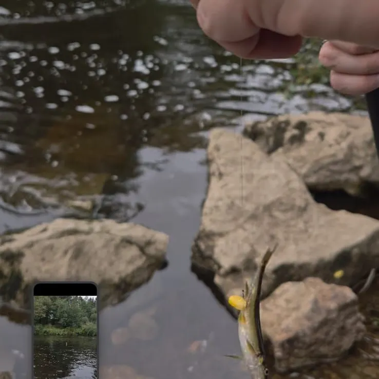 Brassy minnow caught on Fishbrain