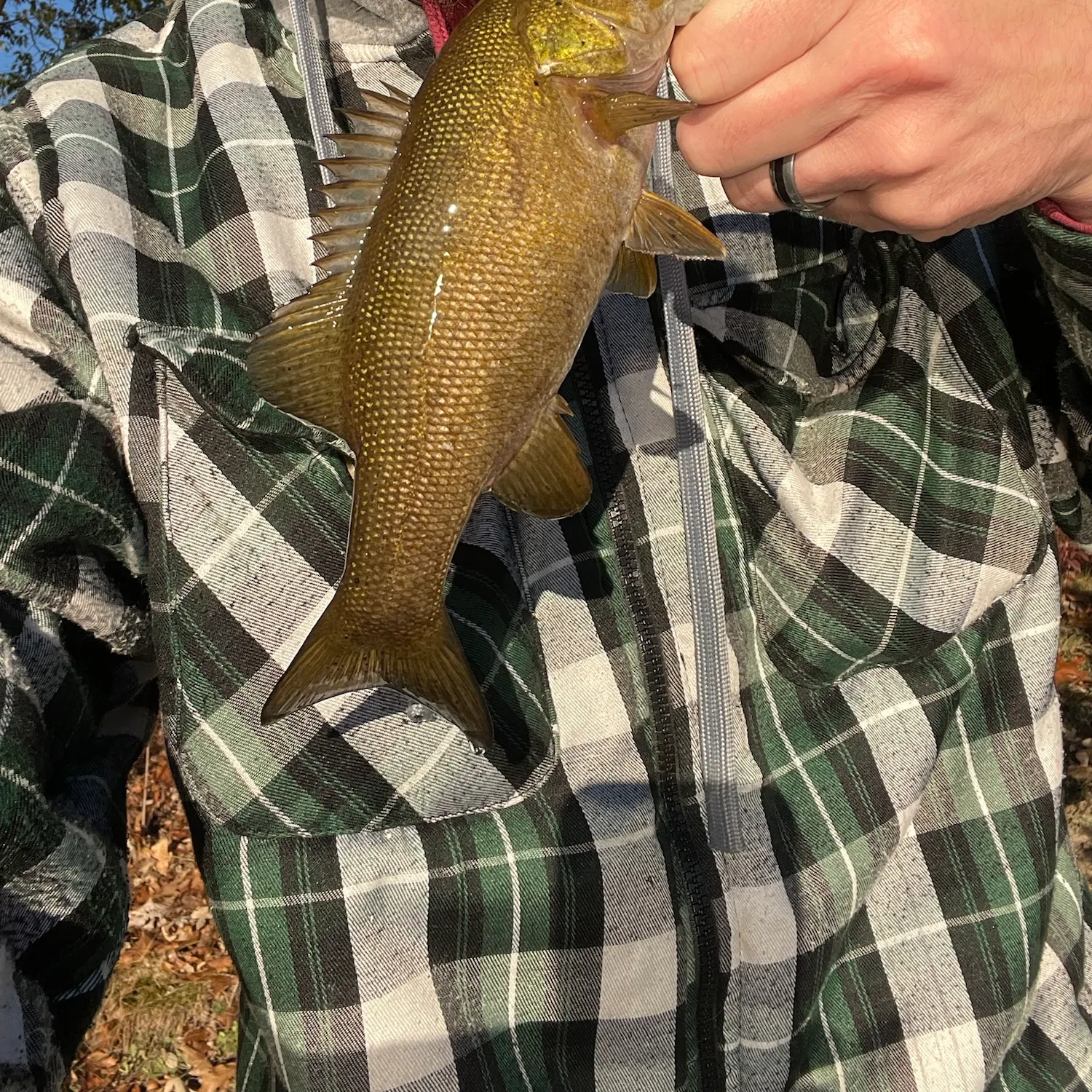 Smallmouth bass caught on Fishbrain