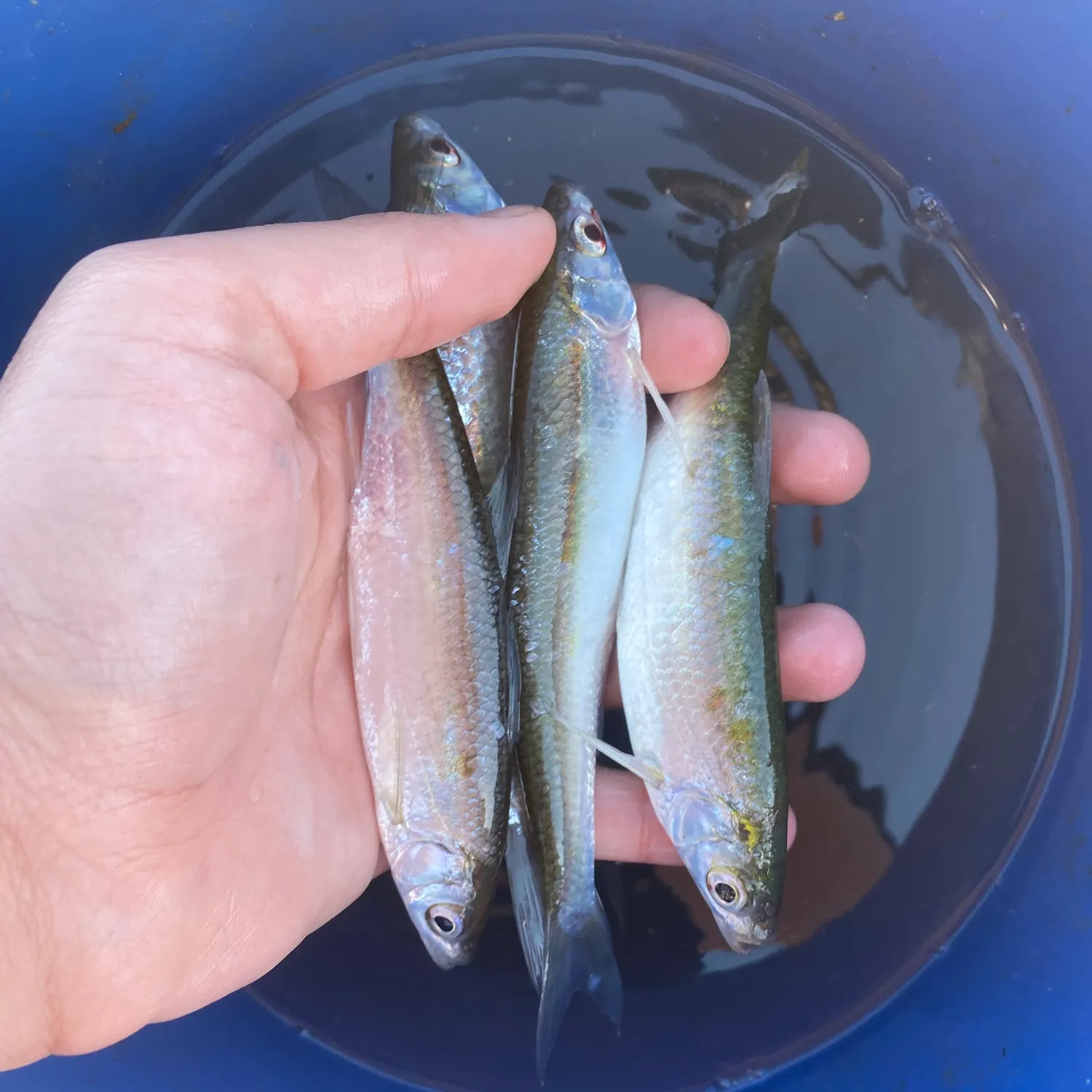 The most recent Common bleak catches on Fishbrain