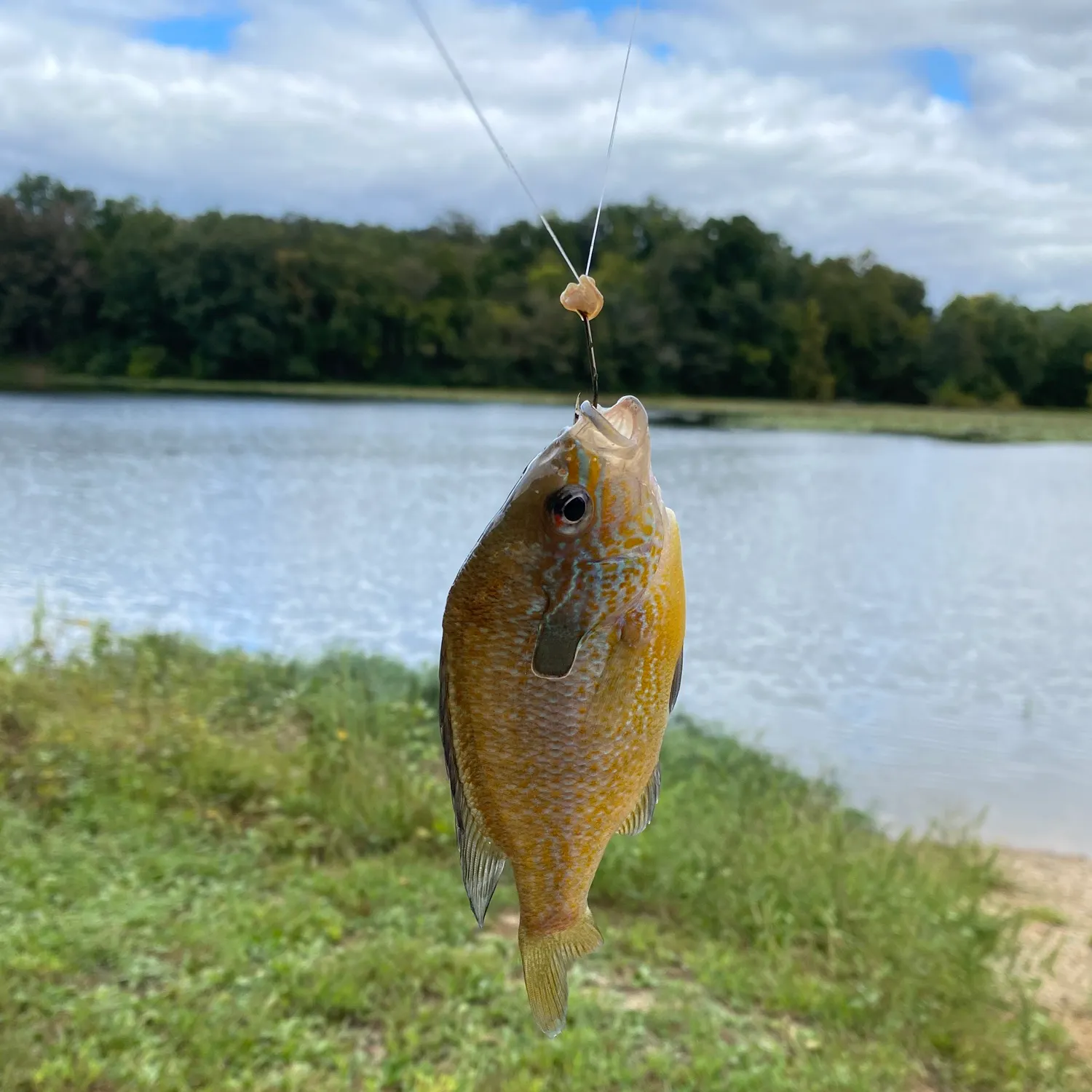 Longear sunfish caught on Fishbrain