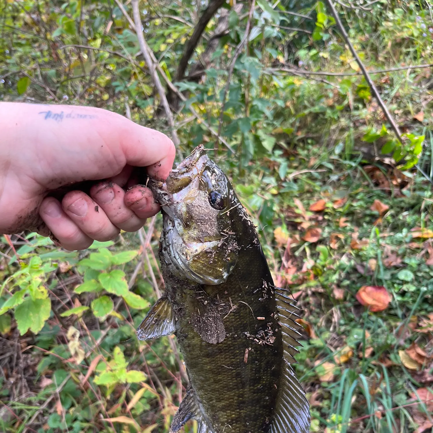 Smallmouth bass caught on Fishbrain