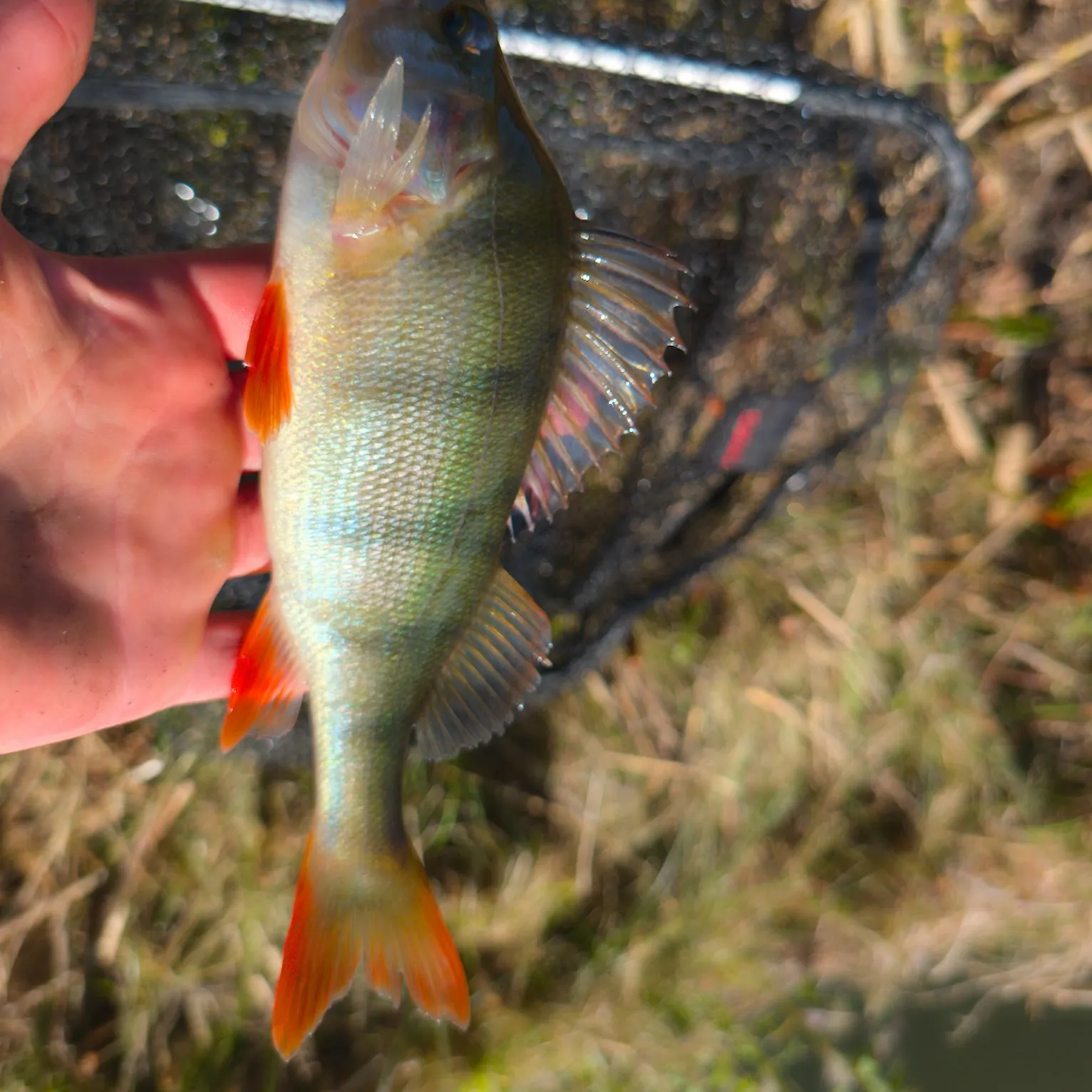 European perch caught on Fishbrain