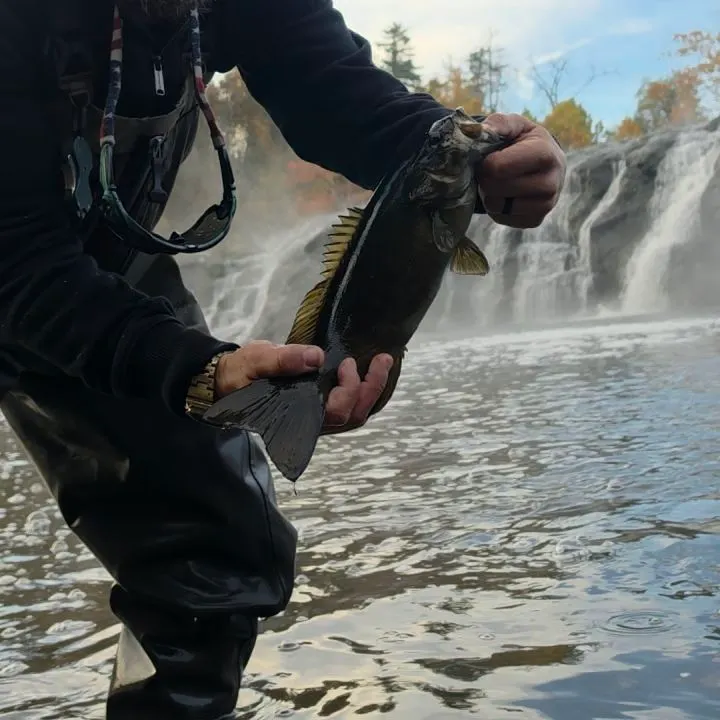 Smallmouth bass caught on Fishbrain