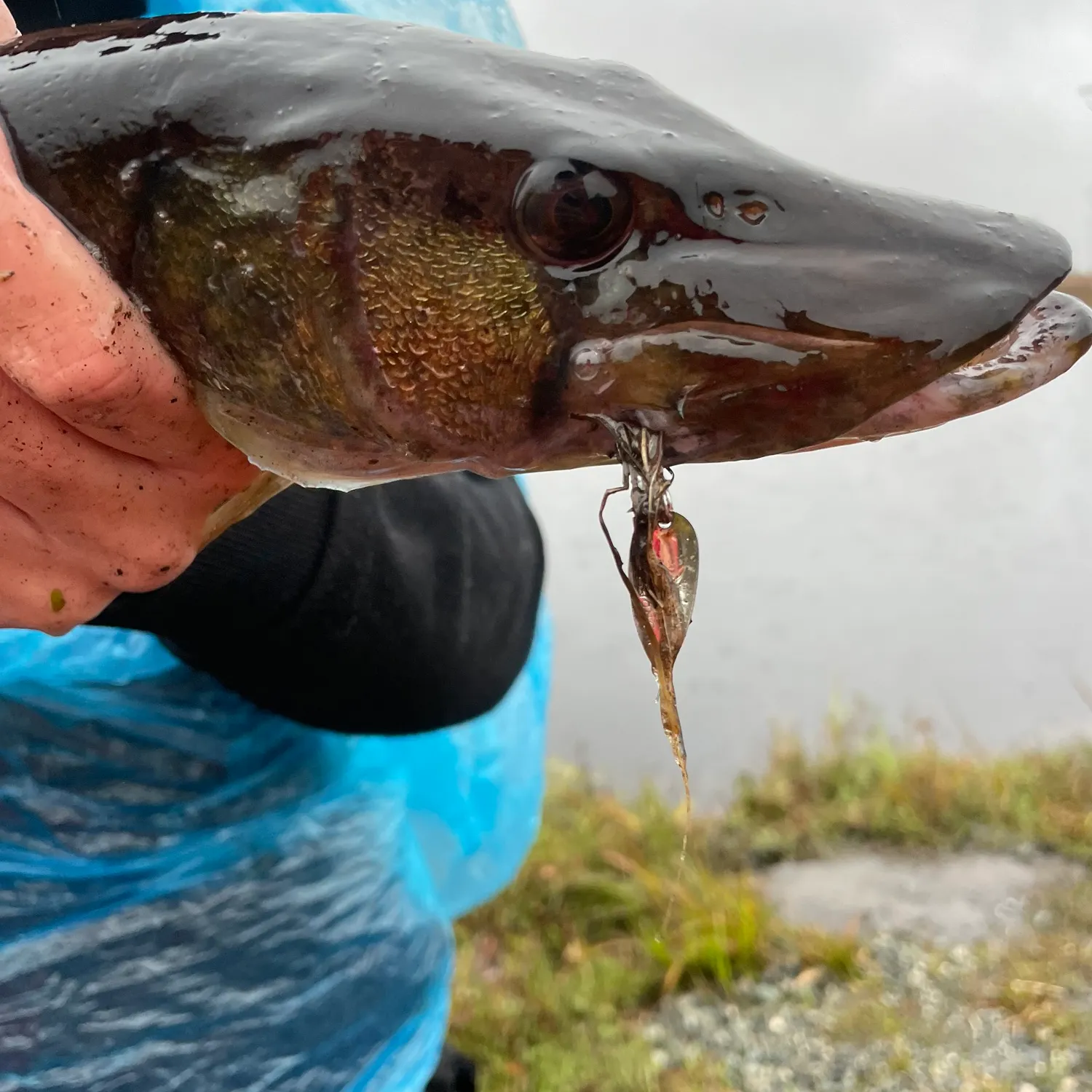 Chain pickerel caught on Fishbrain
