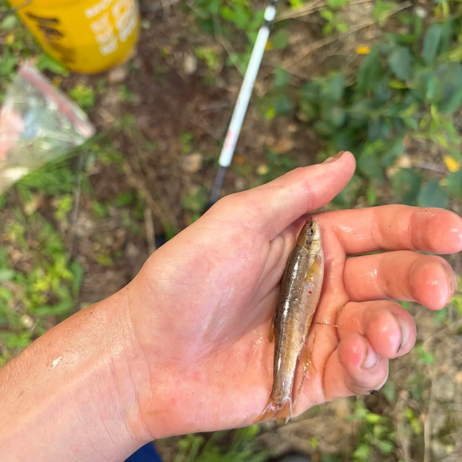 Eastern blacknose dace caught on Fishbrain