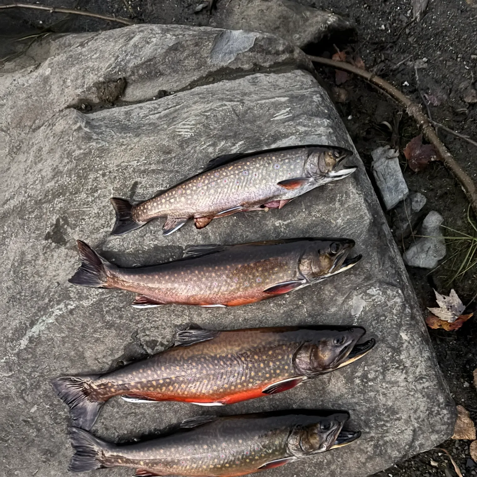 recently logged catches