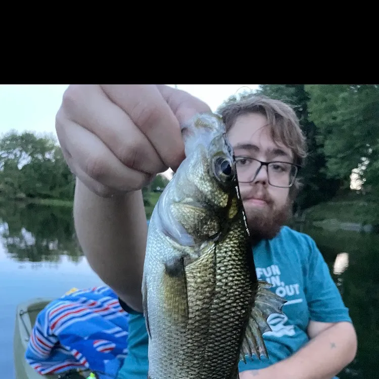 White perch caught on Fishbrain