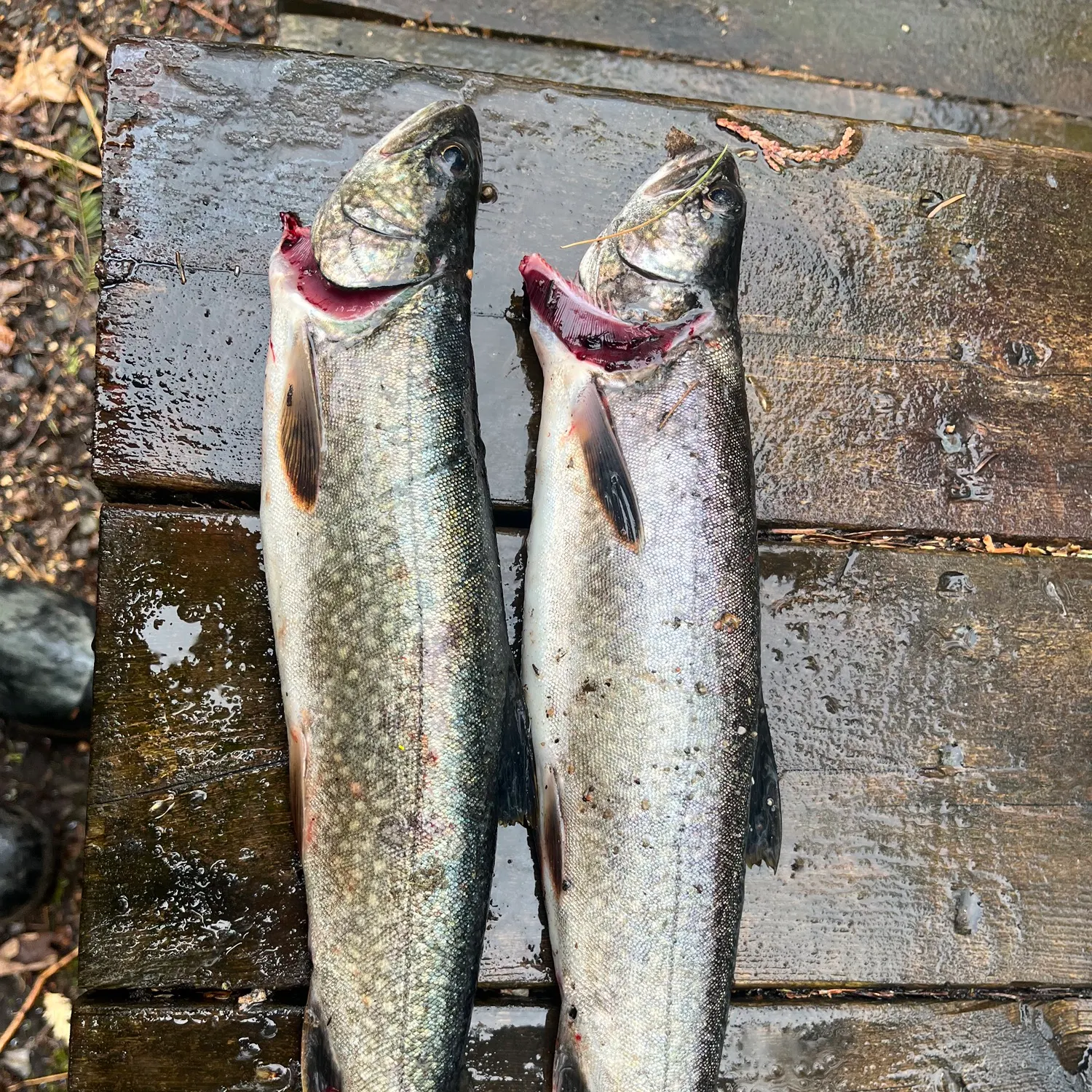 recently logged catches