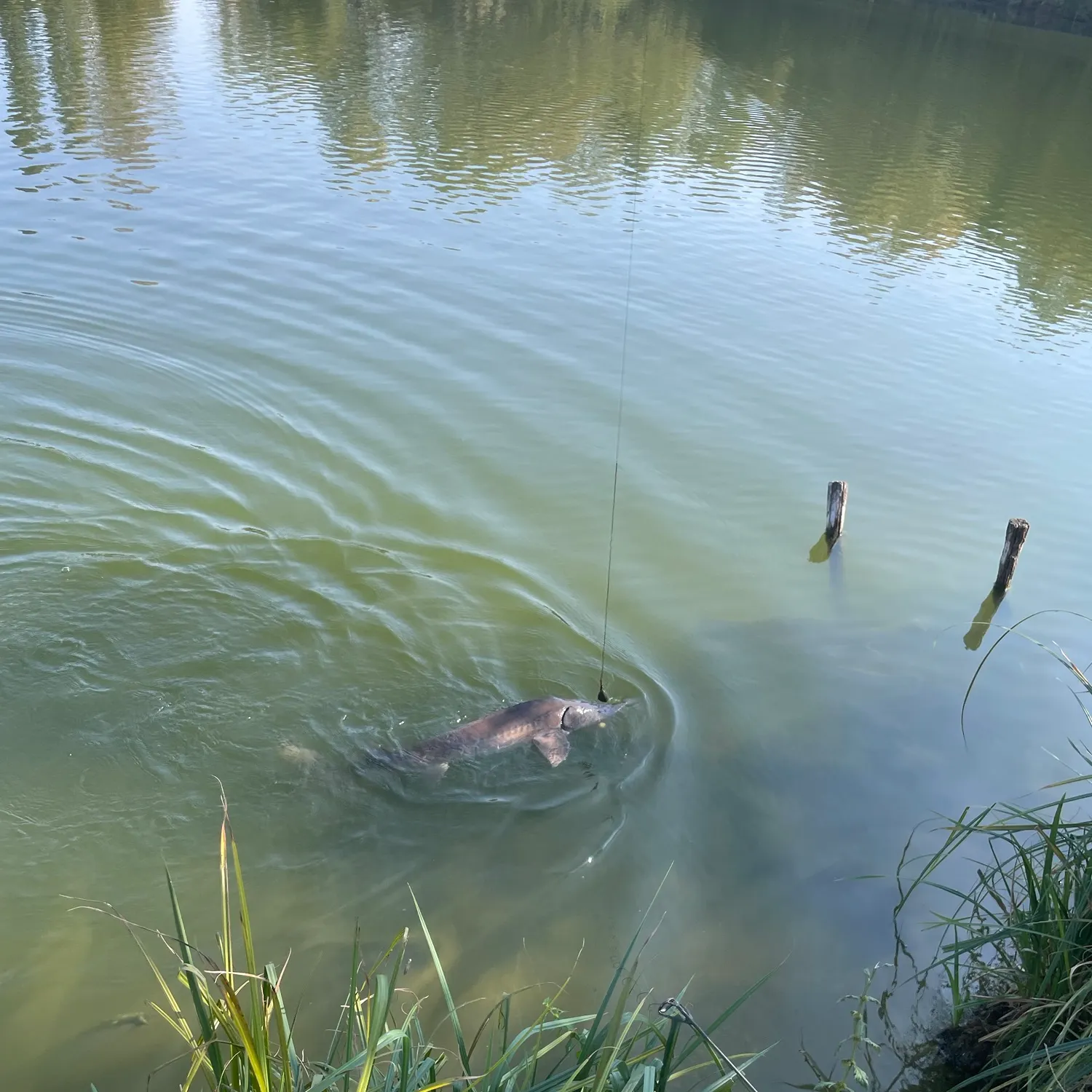 Fish caught on Fishbrain