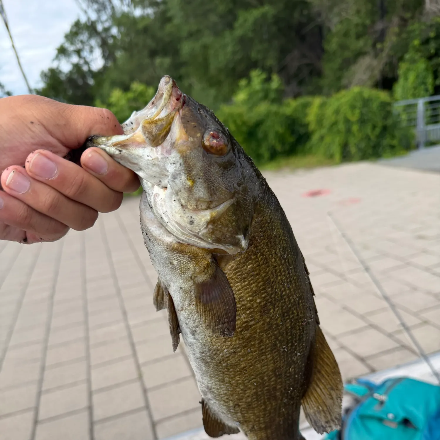 catch
